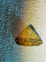 Eublemma crassiuscula