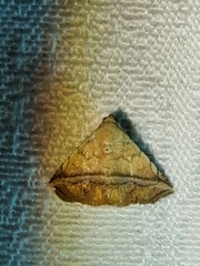 Eublemma crassiuscula