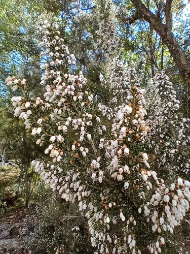Avistamiento Erica arborea