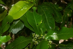 Acronychia wilcoxiana