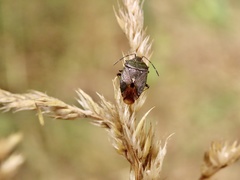 Ditomotarsus punctiventris