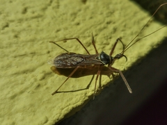 Isocondylus elongatus