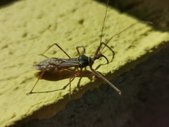 Isocondylus elongatus
