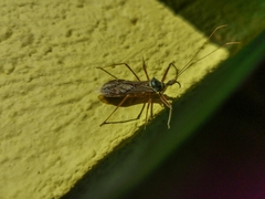 Isocondylus elongatus