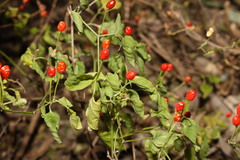 Capsicum annuum glabriusculum