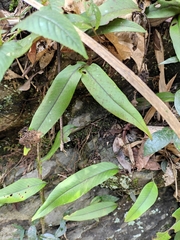 Pyrrosia lingua