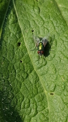 Calliphoridae
