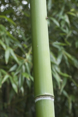 Phyllostachys viridiglaucescens