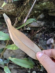 Pyrrosia lingua