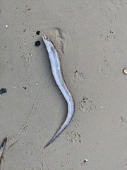 Conger wilsoni