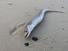 Conger wilsoni