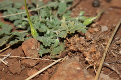 Erodium crinitum