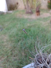 Tillandsia recurvata