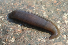 Erpobdellidae