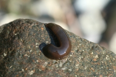 Erpobdellidae