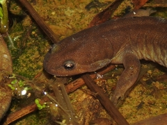 Hynobius nebulosus