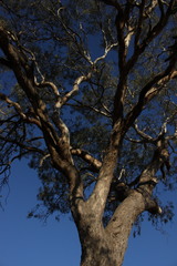 Eucalyptus orgadophila