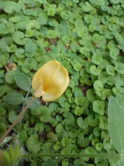 Arachis seridoensis