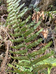 Microlepia marginata