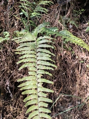 Microlepia marginata