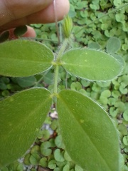 Arachis seridoensis