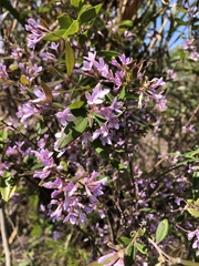 Daphne genkwa