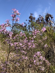 Daphne genkwa