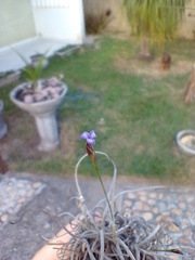 Tillandsia recurvata