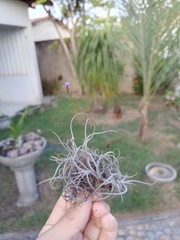 Tillandsia recurvata