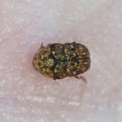 Exema deserti