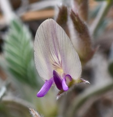 Astragalus calycosus calycosus