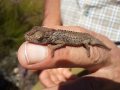 Bradypodion barbatulum