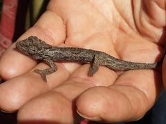 Bradypodion barbatulum