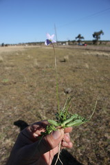 Wahlenbergia stricta stricta