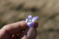 Wahlenbergia stricta stricta