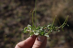 Wahlenbergia stricta stricta