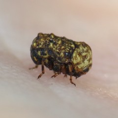 Exema deserti