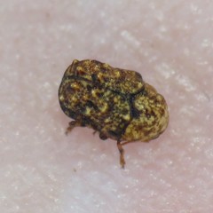 Exema deserti