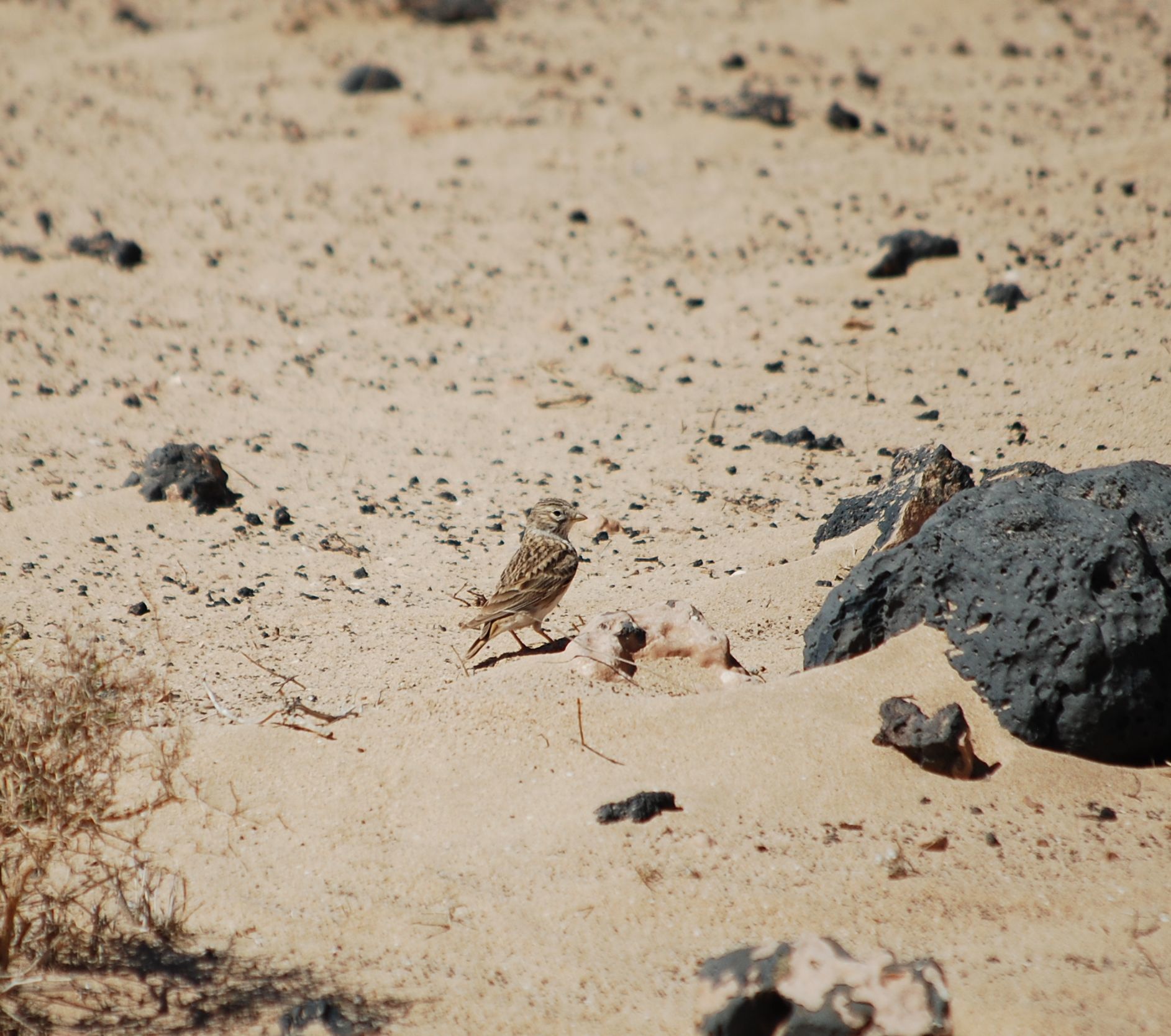 Mediterranean Short-toed Lark