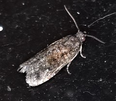 Cryptaspasma sordida