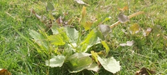 Urospermum picroides
