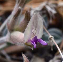 Astragalus calycosus calycosus