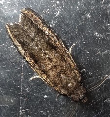 Cryptaspasma sordida