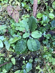 Trigonotis formosana elevatovenosa