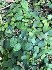 Trigonotis formosana elevatovenosa