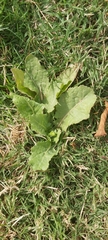 Urospermum picroides