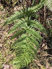 Dryopteris bissetiana