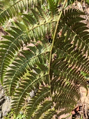 Dryopteris bissetiana