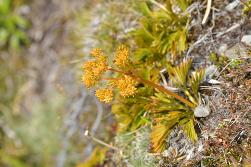 Aciphylla similis (Aciphylla similis)