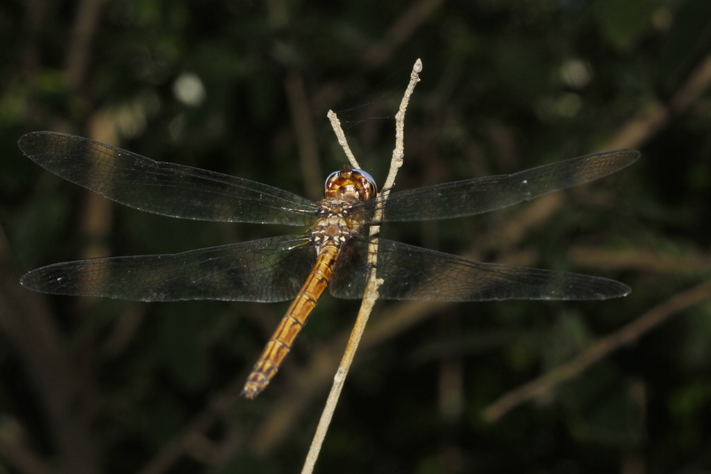Straw-colored Sylph